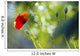 Red Poppy Wall Mural