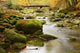 Autumn Wall Decal Design 5