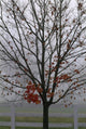 Maple Tree In Autumn Wall Mural