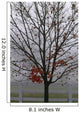 Maple Tree In Autumn Wall Mural
