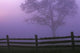 Fenceline Silhouette With Tree Wall Mural