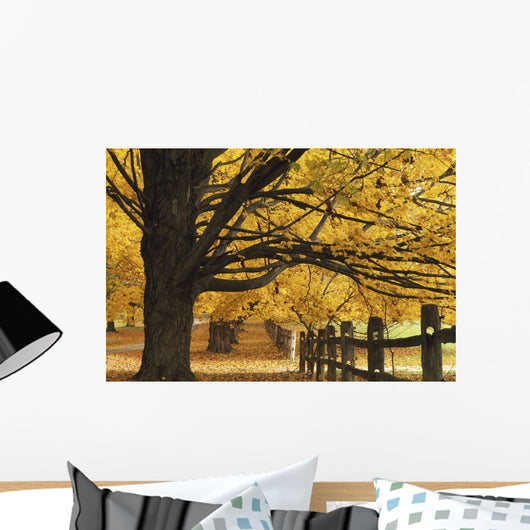 Trees In Autumn Wall Mural
