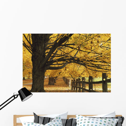 Trees In Autumn Wall Mural