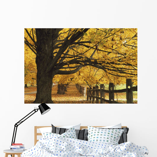 Trees In Autumn Wall Mural