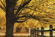 Trees In Autumn Wall Mural