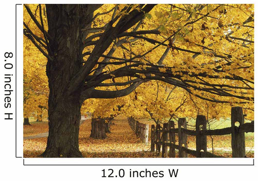 Trees In Autumn Wall Mural