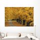 Trees In Autumn Wall Mural