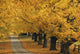 Trees In Autumn Wall Mural