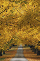 Trees In Autumn Wall Mural
