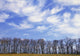 Trees And Clouds Wall Mural