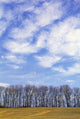 Row Of Trees With Clouds Wall Mural