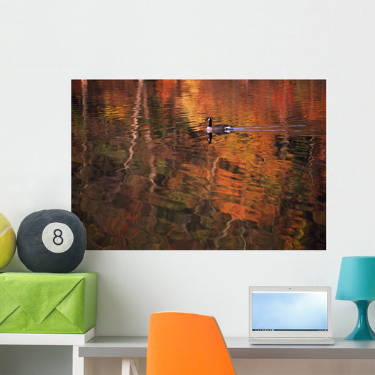 Canada Goose In Water Wall Mural