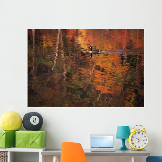 Canada Goose In Water Wall Mural