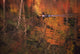 Canada Goose In Water Wall Mural