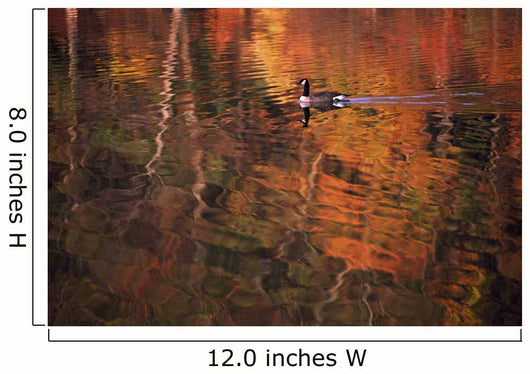 Canada Goose In Water Wall Mural