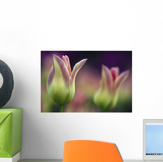 Two Magenta Tulips Opening Wall Mural