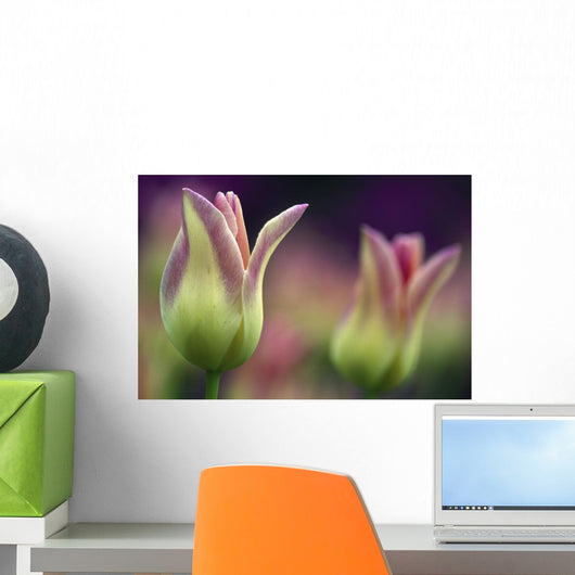 Two Magenta Tulips Opening Wall Mural