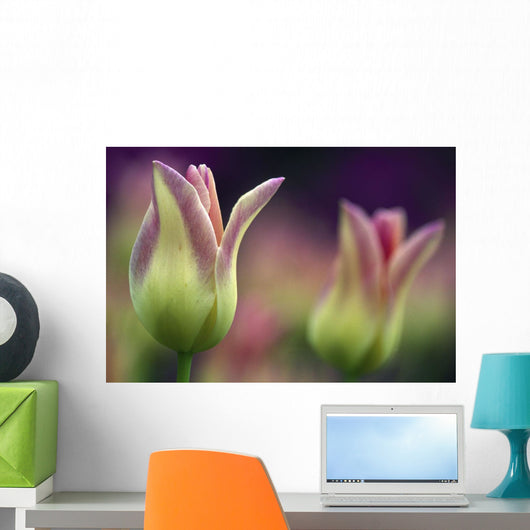Two Magenta Tulips Opening Wall Mural