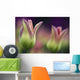 Two Magenta Tulips Opening Wall Mural
