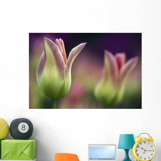 Two Magenta Tulips Opening Wall Mural