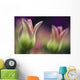 Two Magenta Tulips Opening Wall Mural