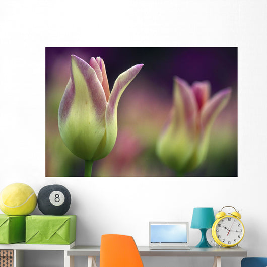 Two Magenta Tulips Opening Wall Mural