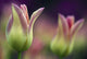 Two Magenta Tulips Opening Wall Mural