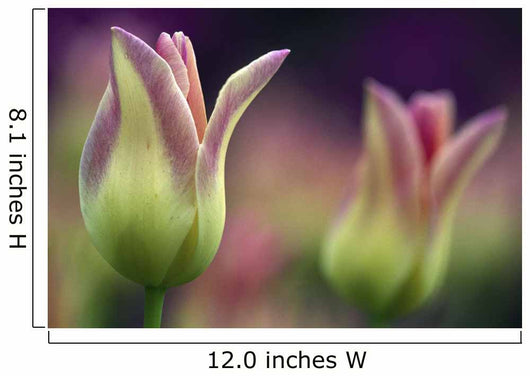 Two Magenta Tulips Opening Wall Mural
