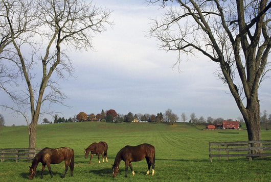 Horses Grazing Wall Mural