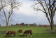 Horses Grazing Wall Mural