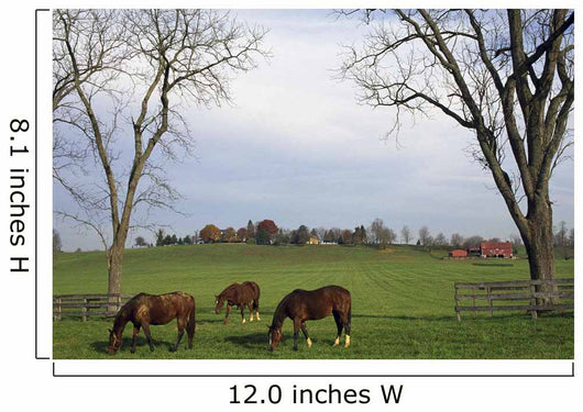 Horses Grazing Wall Mural