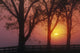 Trees In The Sunrise Wall Mural