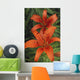 Orange Day Lilies Wall Mural