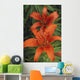 Orange Day Lilies Wall Mural