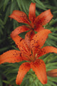 Orange Day Lilies Wall Mural