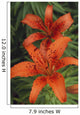 Orange Day Lilies Wall Mural