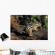 Chipmunk On A Log Wall Mural