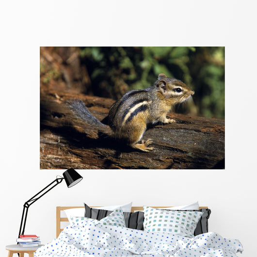 Chipmunk On A Log Wall Mural