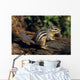 Chipmunk On A Log Wall Mural