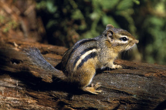 Chipmunk On A Log Wall Mural