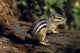 Chipmunk On A Log Wall Mural