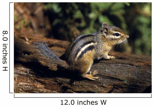 Chipmunk On A Log Wall Mural