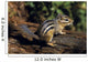 Chipmunk On A Log Wall Mural