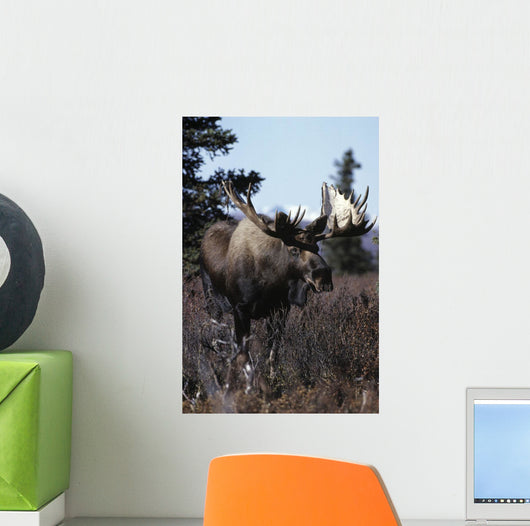 Bull Moose Wall Mural