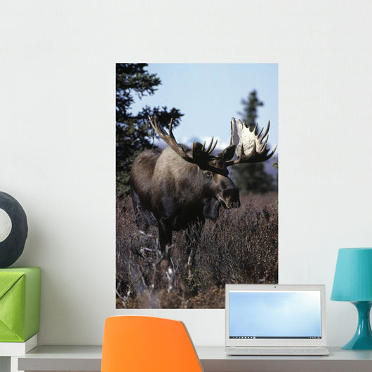 Bull Moose Wall Mural