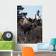 Bull Moose Wall Mural