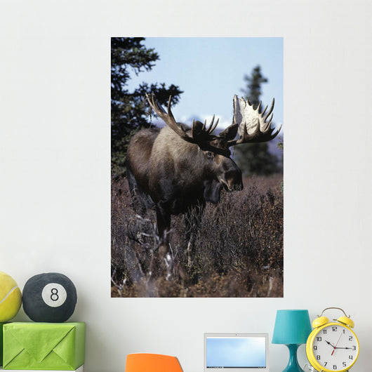 Bull Moose Wall Mural