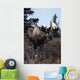 Bull Moose Wall Mural