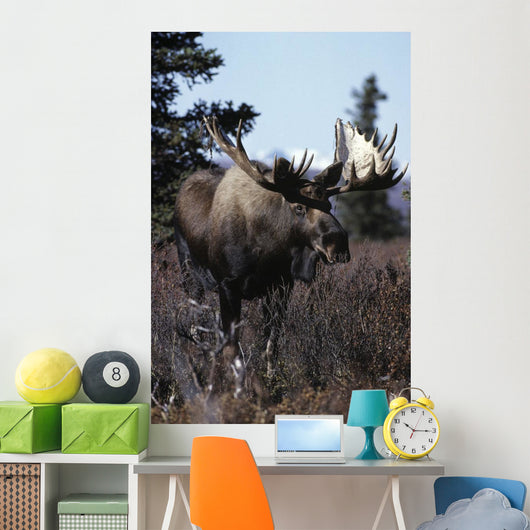 Bull Moose Wall Mural