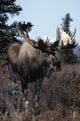 Bull Moose Wall Mural